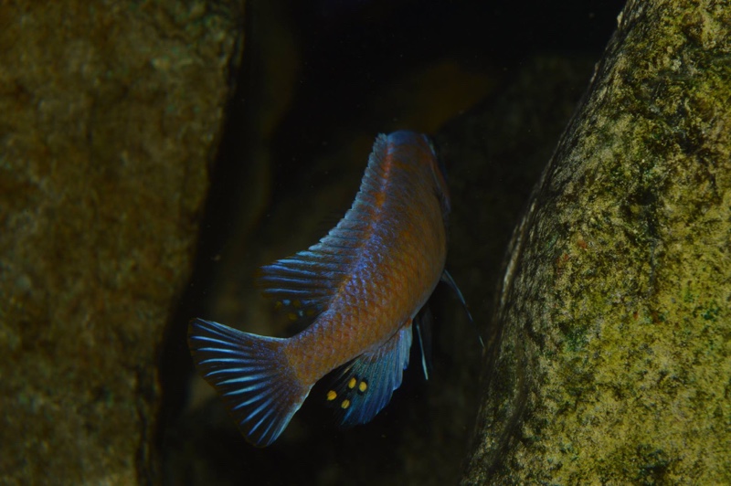 Labeotropheus trewavasae 'Lion's Cove'
